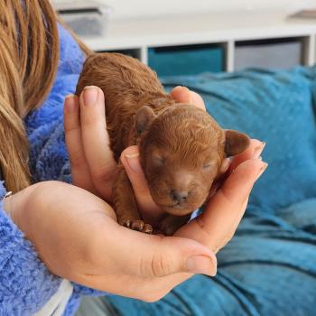 chiot Caniche fauve rouge Biscotte Élevage du Royaume des P'tits Loups