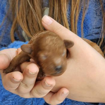 chiot Caniche fauve rouge Biscotte Élevage du Royaume des P'tits Loups