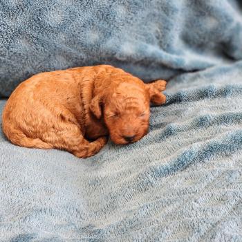 chiot Caniche fauve rouge Biscotte Élevage du Royaume des P'tits Loups