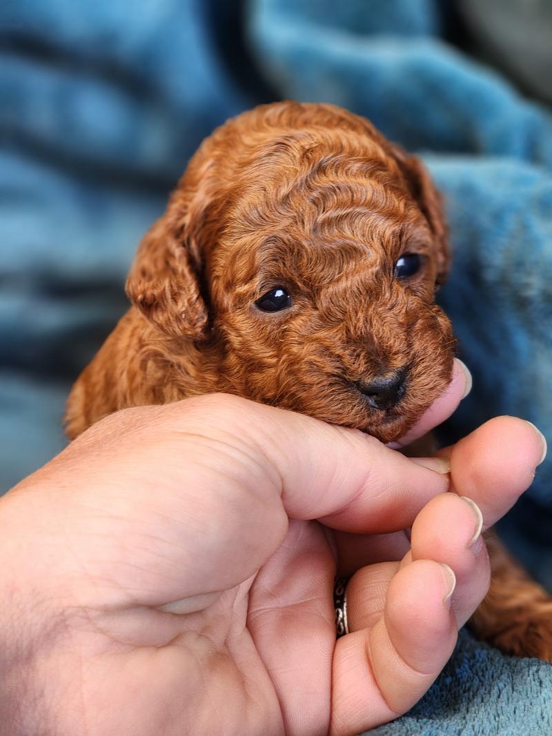 Bali (réserver pour Marie en Suisse) Femelle Caniche