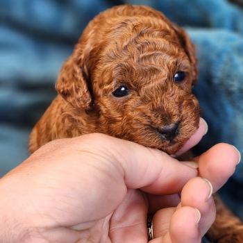 chiot Caniche fauve rouge Biscotte Élevage du Royaume des P'tits Loups