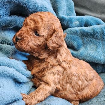 chiot Caniche fauve rouge Biscotte Élevage du Royaume des P'tits Loups