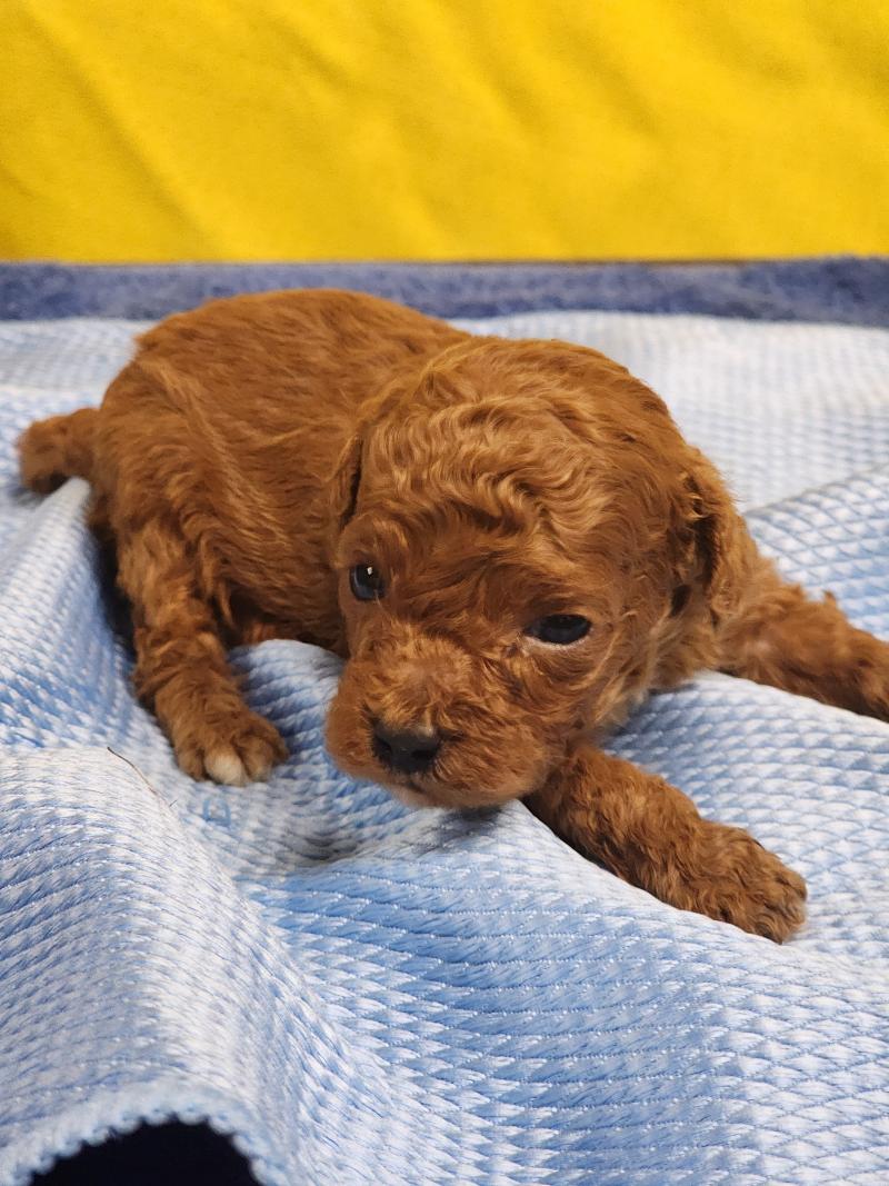 B Mâle Caniche