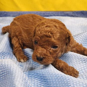 chiot Caniche fauve rouge B Élevage du Royaume des P'tits Loups