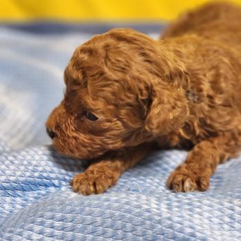 chiot Caniche fauve rouge B Élevage du Royaume des P'tits Loups