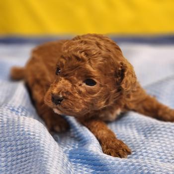 chiot Caniche fauve rouge B Élevage du Royaume des P'tits Loups