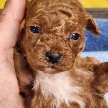 chiot Caniche fauve rouge B Élevage du Royaume des P'tits Loups