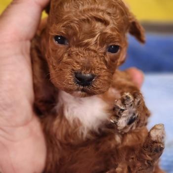 chiot Caniche fauve rouge B Élevage du Royaume des P'tits Loups