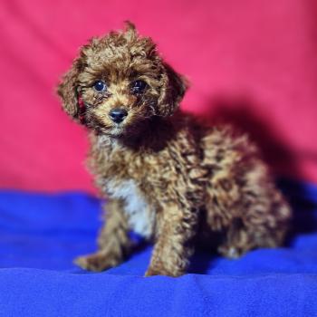 chiot Caniche fauve rouge Bibou Ancoride Élevage du Royaume des P'tits Loups