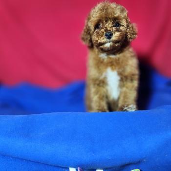 chiot Caniche fauve rouge Bibou Ancoride Élevage du Royaume des P'tits Loups