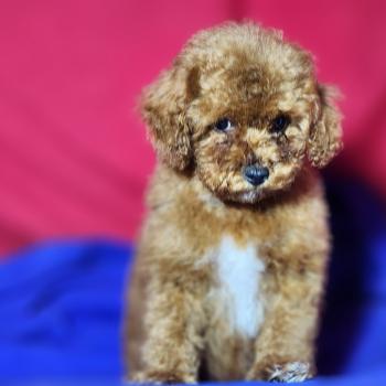 chiot Caniche fauve rouge Bibou Ancoride Élevage du Royaume des P'tits Loups