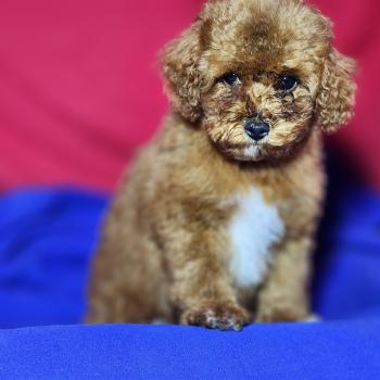 chiot Caniche fauve rouge Bibou Ancoride Élevage du Royaume des P'tits Loups