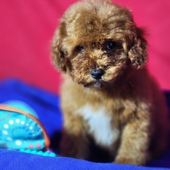 chiot Caniche fauve rouge Bibou Ancoride Élevage du Royaume des P'tits Loups