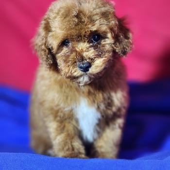 chiot Caniche fauve rouge Bibou Ancoride Élevage du Royaume des P'tits Loups