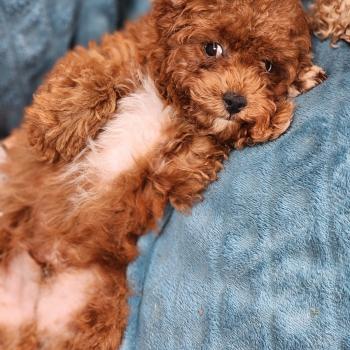 chiot Caniche fauve rouge Bibou Ancoride Élevage du Royaume des P'tits Loups