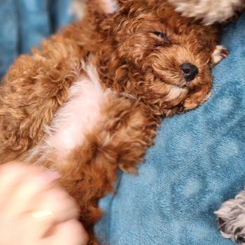 chiot Caniche fauve rouge Bibou Ancoride Élevage du Royaume des P'tits Loups