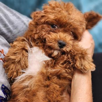 chiot Caniche fauve rouge Bibou Ancoride Élevage du Royaume des P'tits Loups