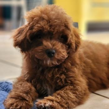 chiot Caniche fauve rouge Bibou Ancoride Élevage du Royaume des P'tits Loups