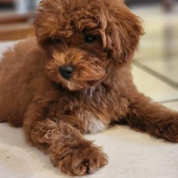 chiot Caniche fauve rouge Bibou Ancoride Élevage du Royaume des P'tits Loups