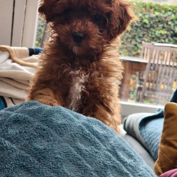 chiot Caniche fauve rouge Bibou Ancoride Élevage du Royaume des P'tits Loups