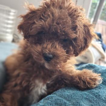 chiot Caniche fauve rouge Bibou Ancoride Élevage du Royaume des P'tits Loups