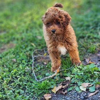 chiot Caniche fauve rouge Bibou Ancoride Élevage du Royaume des P'tits Loups