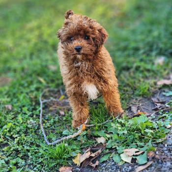chiot Caniche fauve rouge Bibou Ancoride Élevage du Royaume des P'tits Loups