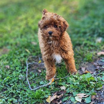 chiot Caniche fauve rouge Bibou Ancoride Élevage du Royaume des P'tits Loups