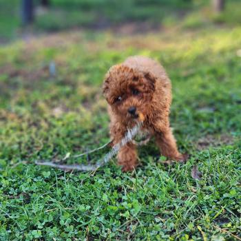 chiot Caniche fauve rouge Bibou Ancoride Élevage du Royaume des P'tits Loups
