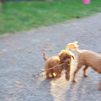 chiot Caniche fauve rouge Bibou Ancoride Élevage du Royaume des P'tits Loups