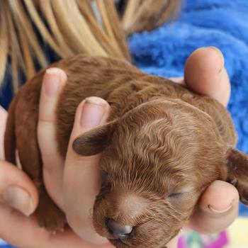 chiot Caniche fauve rouge Biscuit Élevage du Royaume des P'tits Loups