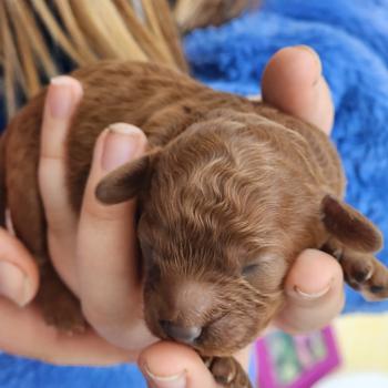 chiot Caniche fauve rouge Biscuit Élevage du Royaume des P'tits Loups