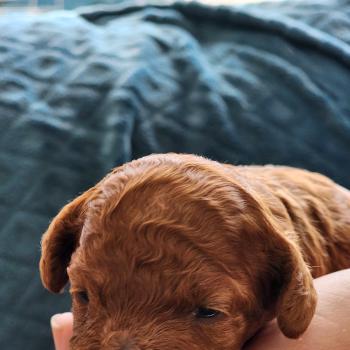 chiot Caniche fauve rouge Biscuit Élevage du Royaume des P'tits Loups