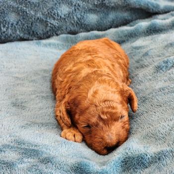 chiot Caniche fauve rouge Biscuit Élevage du Royaume des P'tits Loups