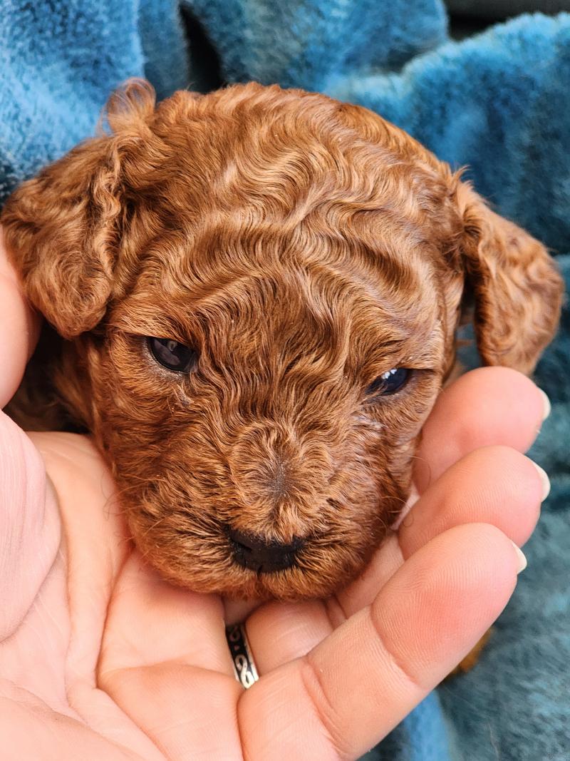 Baileys (réserver pour Maria à Hendaye)) Mâle Caniche