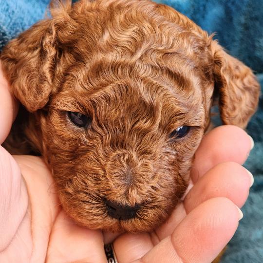 Baileys (réserver pour Maria à Hendaye)) Mâle Caniche