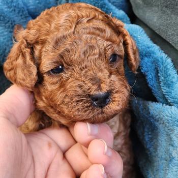 chiot Caniche fauve rouge Biscuit Élevage du Royaume des P'tits Loups