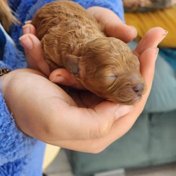 chiot Caniche fauve rouge Barbie Élevage du Royaume des P'tits Loups
