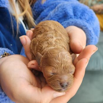 chiot Caniche fauve rouge Barbie Élevage du Royaume des P'tits Loups