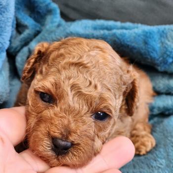 chiot Caniche fauve rouge Barbie Élevage du Royaume des P'tits Loups