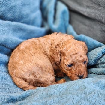 chiot Caniche fauve rouge Barbie Élevage du Royaume des P'tits Loups