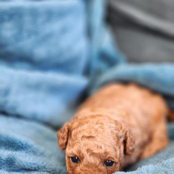 chiot Caniche fauve rouge Barbie Élevage du Royaume des P'tits Loups