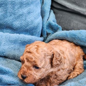 chiot Caniche fauve rouge Barbie Élevage du Royaume des P'tits Loups