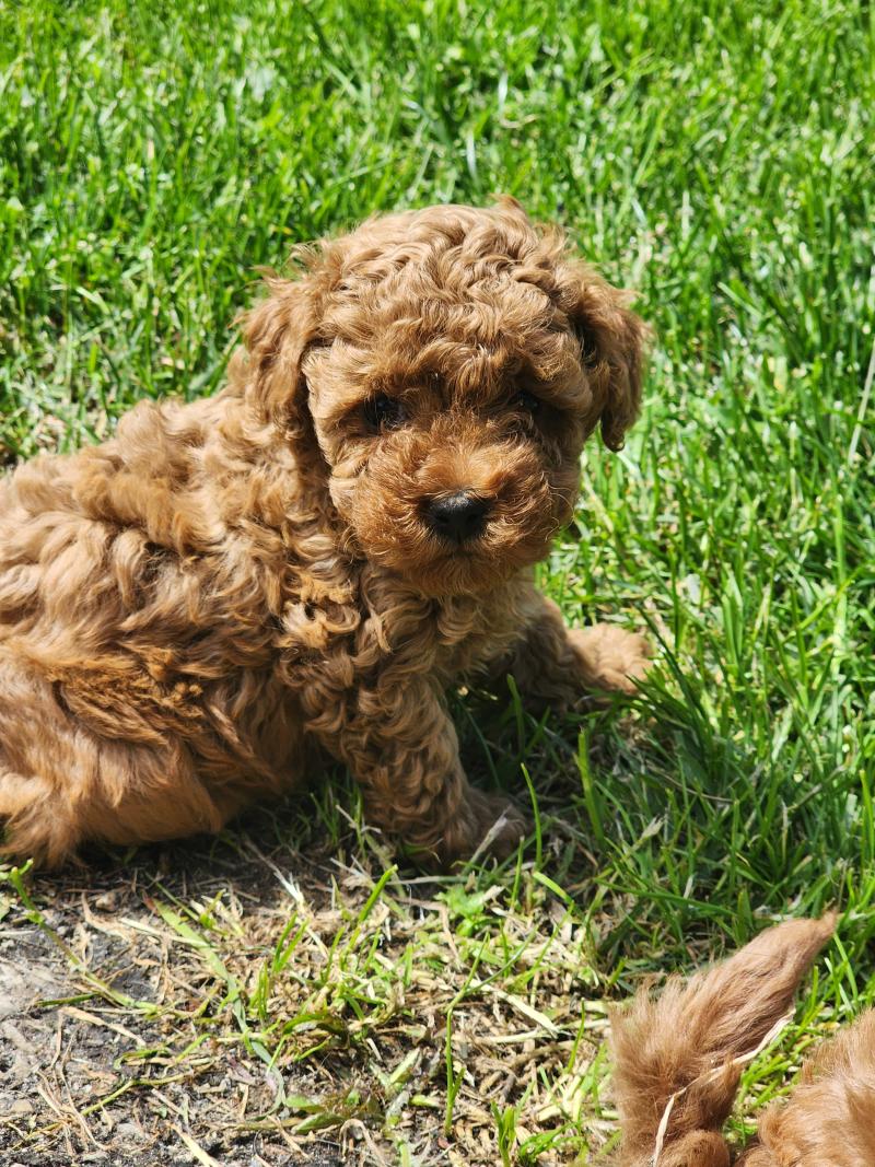Barbie Femelle Caniche