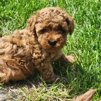 chiot Caniche fauve rouge Barbie Élevage du Royaume des P'tits Loups