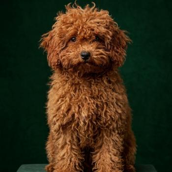 chien Caniche fauve rouge Barbie Élevage du Royaume des P'tits Loups