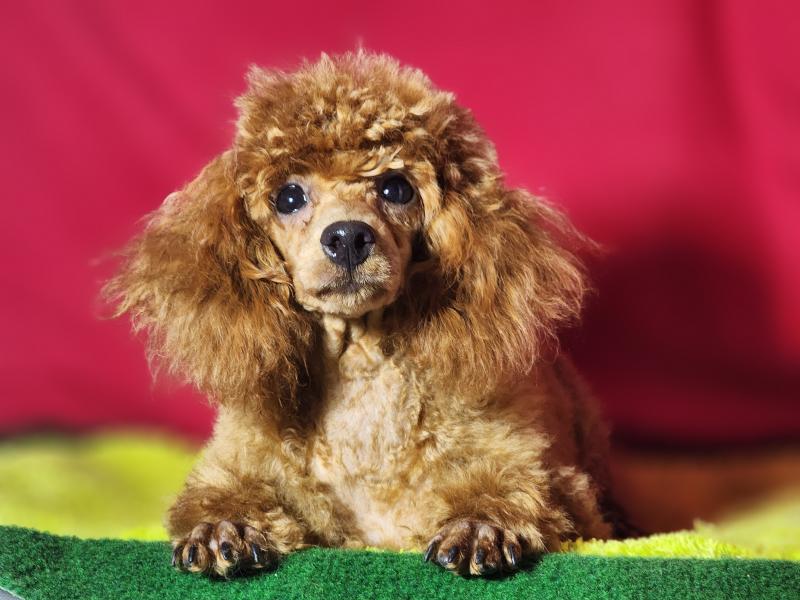 Barbie Femelle Caniche