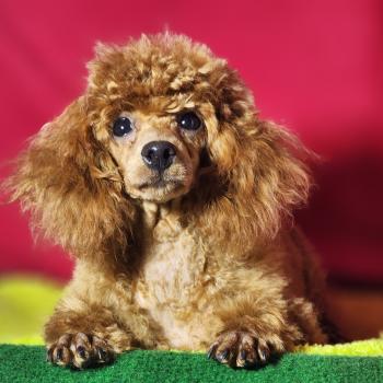 chien Caniche fauve rouge Barbie Élevage du Royaume des P'tits Loups