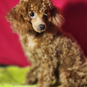 chien Caniche fauve rouge Barbie Élevage du Royaume des P'tits Loups