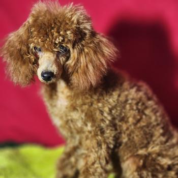 chien Caniche fauve rouge Barbie Élevage du Royaume des P'tits Loups